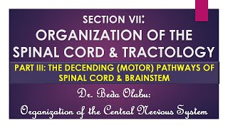 THE DESCENDING MOTOR PATHWAYS OF THE SPINAL CORD amp BRAINSTEM [upl. by Purcell]