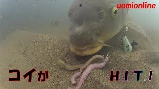 A large carp hit on a bunch of sandworm underwater fishing video [upl. by Cameron]