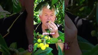 Loquat Tree is the Perfect Early Fruiting Tree For Delicious Apricot Like Fruit [upl. by Janik]