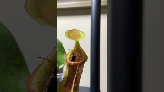 Pitcher plant eats a bug nepenthes carnivorousplants [upl. by Aisat]