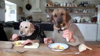 TWO DOGS DINING YouTube [upl. by Yila416]