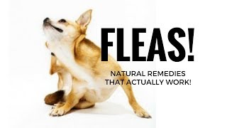 How to Get Rid of Fleas on Dogs  Top 5 Natural Home Remedies  Flea Treatment for Dogs amp Cats [upl. by Kloster]