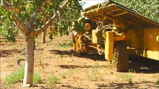 Pistachio Harvesting in New Mexico [upl. by Hartfield]