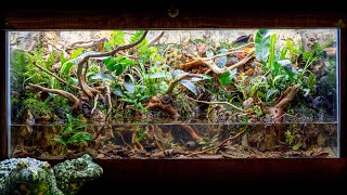 INCREDIBLE FireBellied Toad Island Paludarium with Waterfalls [upl. by Nnaul]