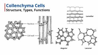 Collenchyma Cells  Structure Types Functions [upl. by Sasnett140]