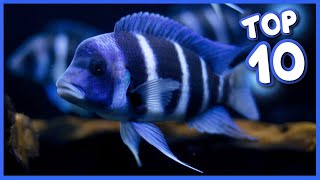 Top 10 Most Gorgeous Cichlid Fish [upl. by Clary969]