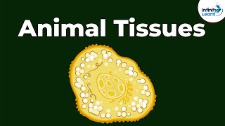 Epithelial  Types of Animal Tissues  Dont Memorise [upl. by Danae]