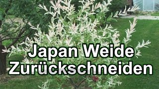 Japan Weide Zurückschneiden  HarlekinWeide [upl. by Strade]