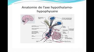 Complexe hypothalamohypophysaire [upl. by Annua]