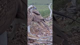 P302 Review birds nest life mom birds brings food to feed her babies in their nest birdslover [upl. by Nona682]