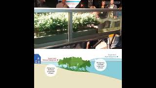 How mangrove forests protect the coast [upl. by Ahmar]