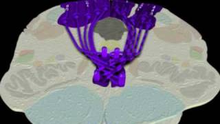 Neuroanatomy  The Dorsal ColumnMedial Lemniscus Tract in 3D [upl. by Oigaib]