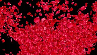 FALLING PETALS Background Effect  ROSE PETALS Falling  Black Screen [upl. by Inal623]