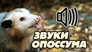 Звук опоссумаopossum sound [upl. by Yaeger]