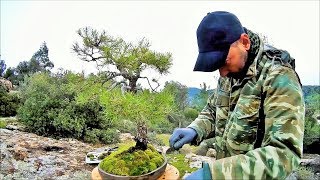 How To Create Bonsai Tree From Collected Material 1st Repotting Pine Tree Yamadori Pinus brutia [upl. by Uella]