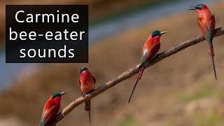 Carmine bee eaters at nest [upl. by Nirro]