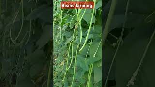 Barbati ki kheti ✅ Beans farming kisan comedy funny kishan shorts farmer farming beansshots [upl. by Blanchette674]