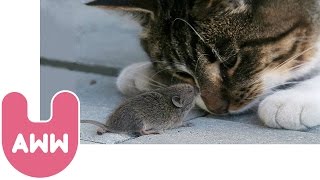 Cat and Mouse Become Best Friends [upl. by Anircam128]