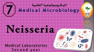 Medical Microbiology 7 Neisseria النيسيريا [upl. by Tattan473]