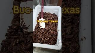 Bucees Texas fypシ゚ viralvideo travel trending motivation fyp [upl. by Aicela]