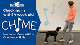 New Competition Obedience Skills for 14 week old Chime HD 1080p [upl. by Rehpinej349]