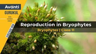 11B03  Plant Kingdom  Bryophytes Class 11  Moss  Reproduction in Bryophytes  Liverwort [upl. by Almire]