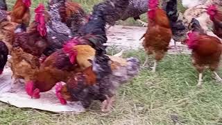 SASSO CHICKEN CHICKEN REARING CHICKEN FARMING FREE RANGE POULTRY FARMING FREE RANGE CHICKEN [upl. by Hsuk]