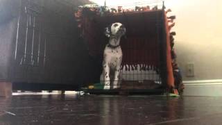 Settler the Dalmatian Dog Crate Training [upl. by Nihi187]