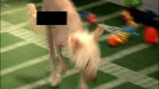 Puppy Bowl Classic Streaker [upl. by Pimbley763]