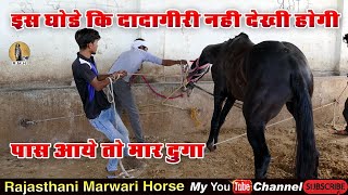 Horse Marwari ll तूफानी घोड़े की दादागिरी l इस घोड़े काबू करना मुश्किल ही नहीं नामुमकिन है [upl. by Elletsyrk88]