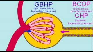 URINARY GLOMERULAR FILTRATION PRESSURES [upl. by Ellita426]