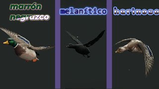 Cazando Patos Variados Pelajes Increíbles en The Hunter [upl. by Dlaregztif100]