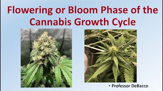 Flowering or Bloom Phase of the Cannabis Growth Cycle [upl. by Kcirdla288]