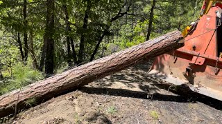 Tractor Logging Farmi 501 Winch Salvaging Bug Killed Douglas Fir for Woodmizer LT15 Sawmill [upl. by Laroy]