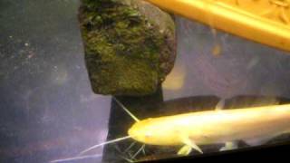 albino meerval in aquarium albino silurus glaniswelseuropean catfisheuropese meerval [upl. by Eulaliah]