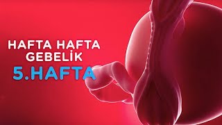 Hamilelikte 5 Hafta  Hafta Hafta Gebelik  İlk Adımlarım [upl. by Thirzi]