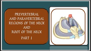 PREVERTEBRAL AND PARAVERTEBRAL REGIONS OF THE NECK AND ROOT OF THE NECK [upl. by Morganne]