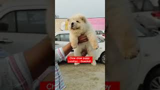 Chow chow puppydoglover itanagar doglover 7002784689 [upl. by Llejk]