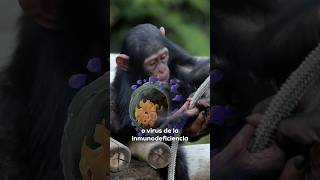 Este es el ORIGEN del SIDA 🐒🦠🔬 [upl. by Tiana]