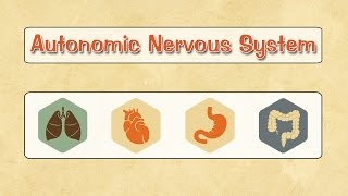 Easy Physiology  ANS  1Introduction amp Autonomic Ganglia [upl. by Anolla910]