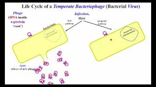 Lytic and Lysogenic Options for Temperate Bacteriophage [upl. by Alet]