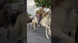 Bandido de 120 taureaux à Aimargues [upl. by Cristi]