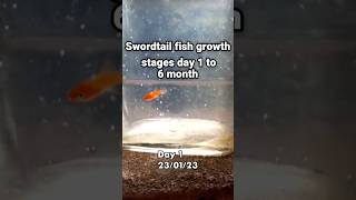 Swordtail fish growing stages  male swordtail fish growing day 1 to 6 month old  swordtaillove😍🤩 [upl. by Anaujd]