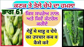 AphidJassid management in wheat ਕਣਕ ਵਿੱਚ ਤੇਲੇਚੇਪੇ ਦੀ ਰੋਕਥਾਮ Shergill Markhai [upl. by Eannyl]