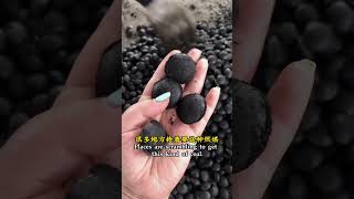 Cheap pulverized coal to do briquettes busy every day [upl. by Legnaros]