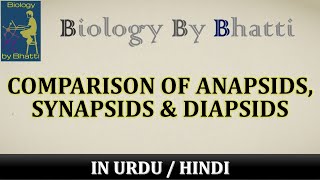 Differences Among Anapsids Diapsids and Synapsids [upl. by Haldes]