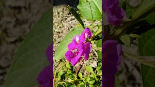 balsam ll flowers ll gardening ll mygarden ytshorts shortvideo shorts [upl. by Aneele]