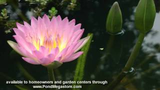 Waterlily Viviparous Peach Blow pink water garden water lily pond plant [upl. by Bamford]