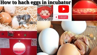 How to use incubators 😎😍😘 [upl. by Aland975]