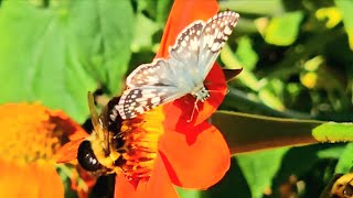 Fall Nectar CRAZE Butterflies and Bumblebees [upl. by Assillem]